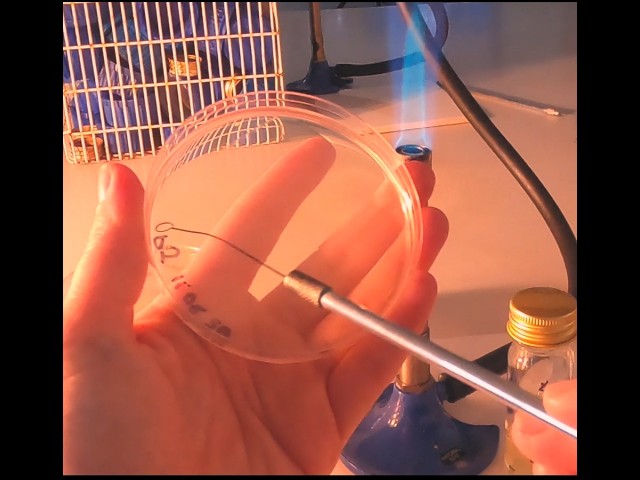 Real Microbiology Lab ASMR 🧫 Streaking Bacteria on Nutrient Agar Plates