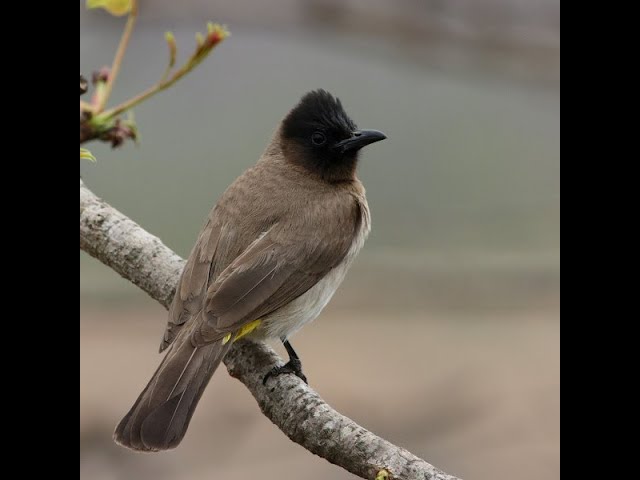 2022/02/18 - The birds of Marrakech - Common bulbul Live Stream