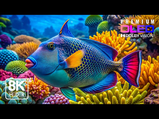 Dreamlike Underwater World in 8K HDR | Dolby Vision™