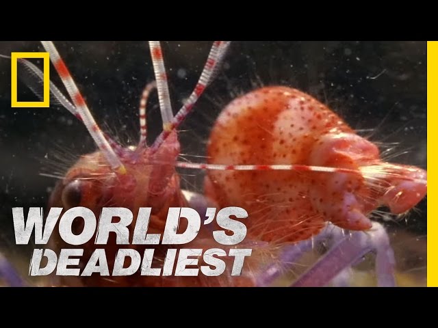 Amazing Pistol Shrimp Stun "Gun" | World's Deadliest