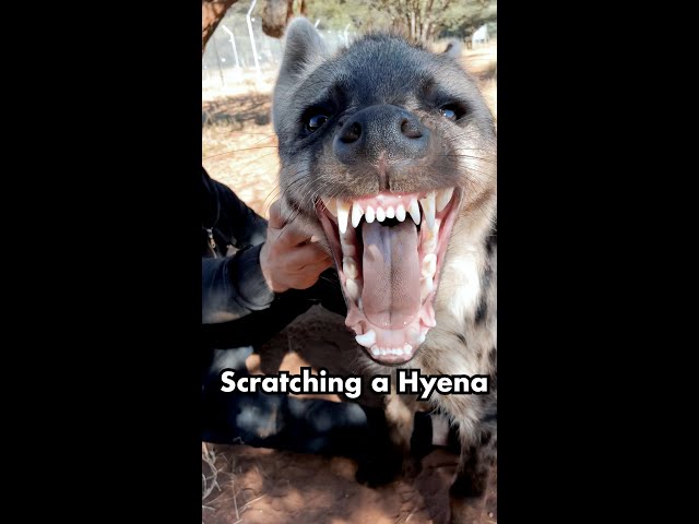 SCRATCHING A HYENA! 😲 #shorts