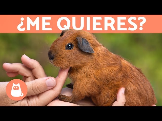 How do I know if my guinea pig loves me? 🐹 5 signs