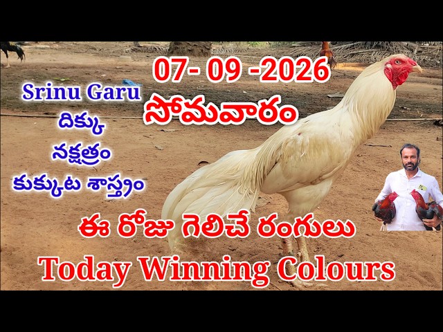 07 September  2026 Today Winning Colours//kukkuta sastram//colour update #telugu