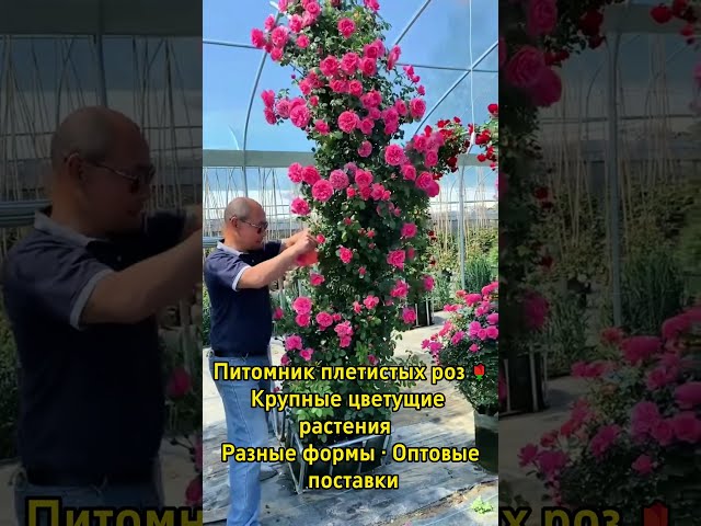 Плетистые розы из питомника | Крупные растения оптом