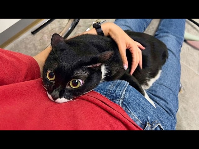 When Cats Become Completely Obsessed With Their Owner ❤️😂