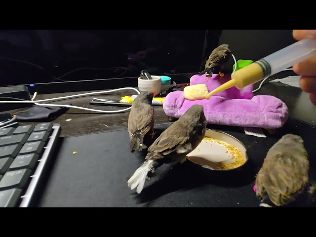 Zebra finches beeping before bed