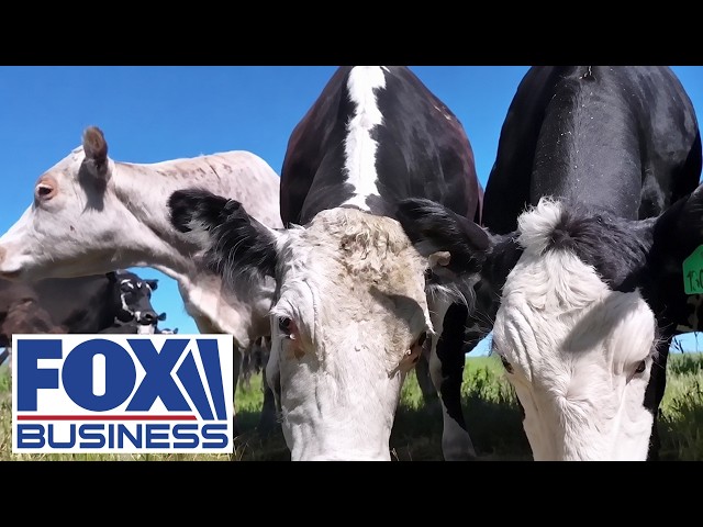 BEEF SHOCK: Rancher REVEALS what must happen before beef prices finally fall