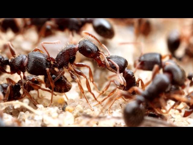 Pavement Ants (Tetramorium) | AntsCanada Tutorial