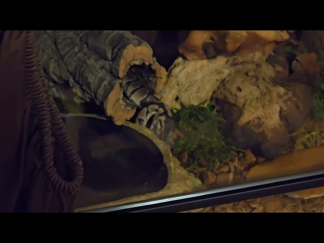 Baby Ball Python Eats its Second Mouse!