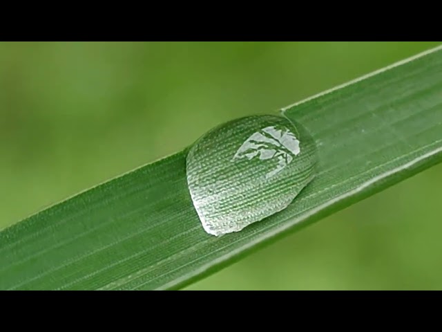 Beautiful morning dew