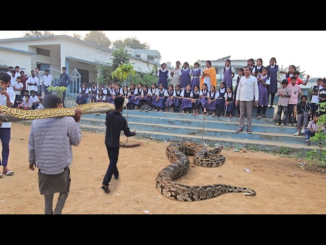 #Indian #rock python snake Rescue|| మోస్రా ప్రభుత్వ పాఠశాల లో రెస్క్యూ  Contact 7396969617