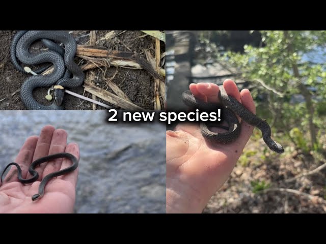 4 species of snake in one day?| Upstate New York field and riverside herping for snakes