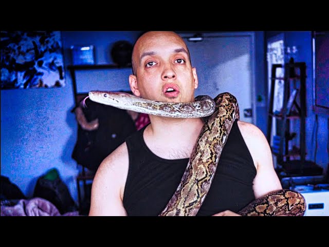 Adult Super Dwarf Reticulated Python Size