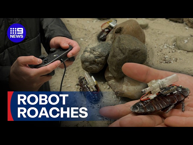 Scientists turning real cockroaches into life-saving cyborg paramedics | 9 News Australia