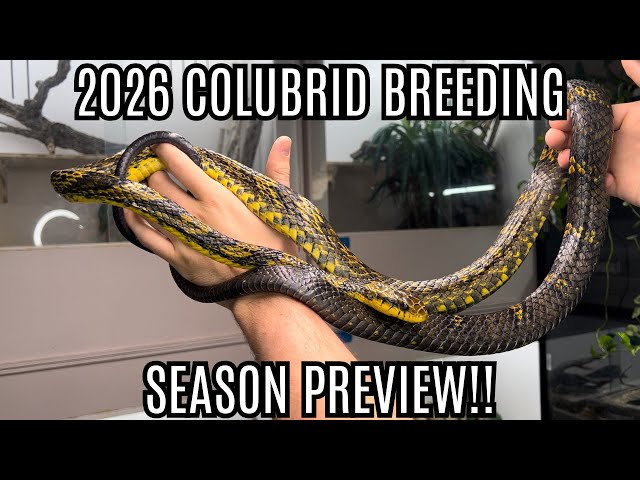 Avance de la temporada de cría de colúbridos 2026 | Spilotes y Pituophis