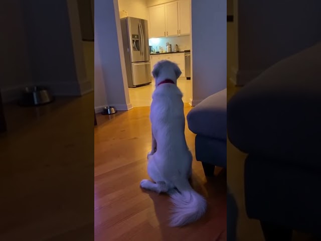 Brain buffering, cuteness fully loaded 😂 #funny #animalvideos #funnyvideos