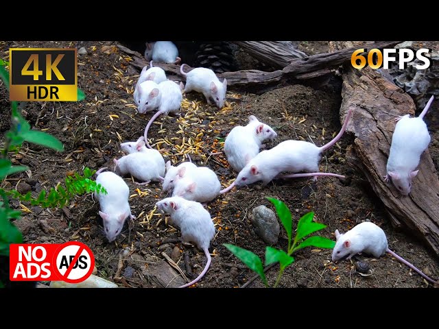 [NO ADS] Cat TV Mice: Nature’s Calm with Curious Mice 🐾🍂
