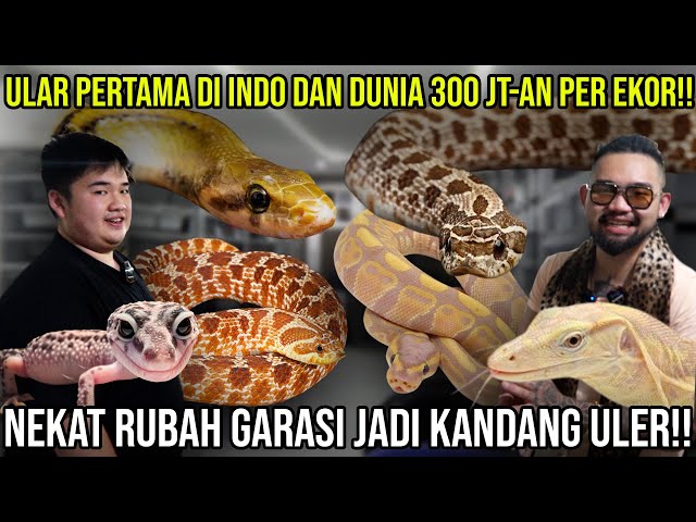 ULAR PERTAMA DI INDO DAN DUNIA 300 JT-AN PER EKOR!! NEKAT RUBAH GARASI JADI KANDANG ULER!!