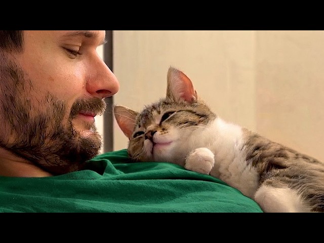 These Adorable Kittens Love Their Dad and Are Literally His Shadows! 🥰