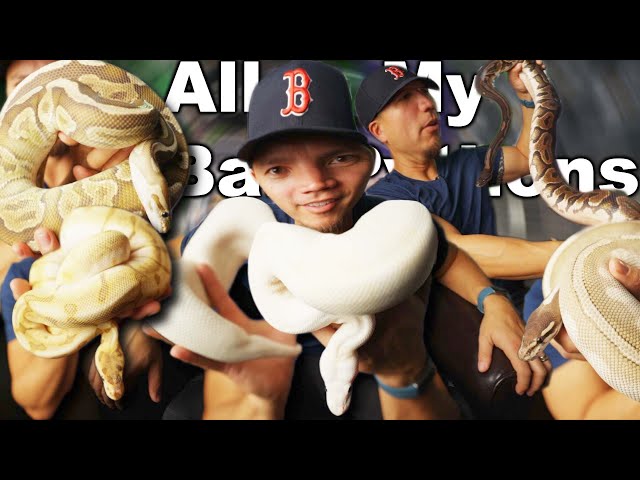 Meet all my FEMALE BALL PYTHONS