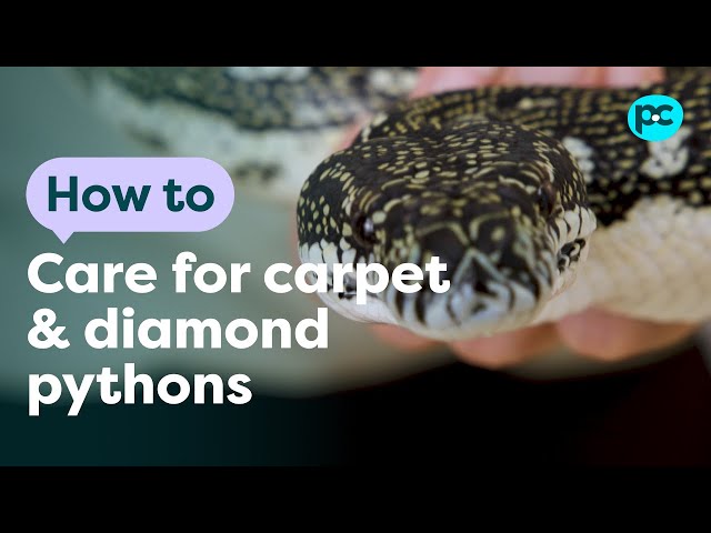 How to look after carpet and diamond pythons | PET CIRCLE