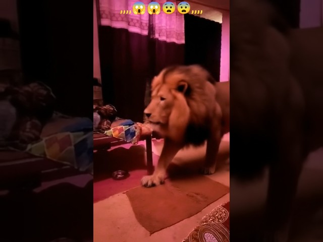 😨 gais mere Ghar per Aaj sher a Gaya#trending #reels ,#shorts