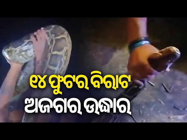 14ft Long Python Rescued By Villagers In Odisha's Bhadrak district | Kalinga TV
