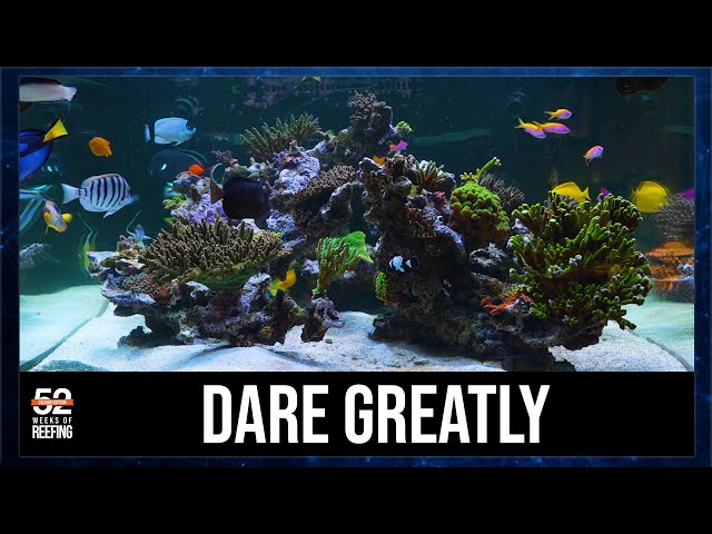 Week 12: BRS 360 - It Took 20 Years To Learn These Four lessons  | 52SE Reef Tank #8