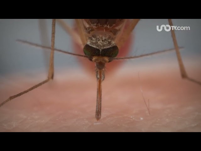 No son mosquitos sino “mosquitas” las que pican, ve qué no debes hacer, según la UNAM