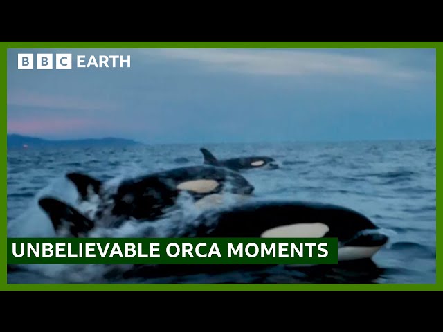 Extraordinary Orca Moments | BBC Studios