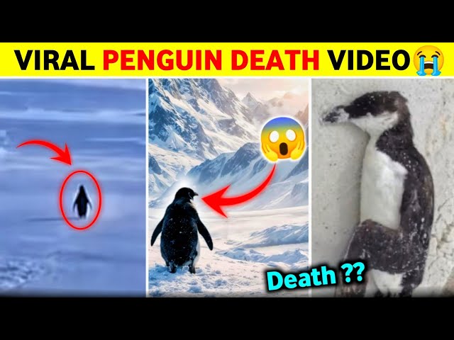 Viral Penguin Death News | Penguin Mountain Documentary | Viral Penguin Video Explained in Hindi