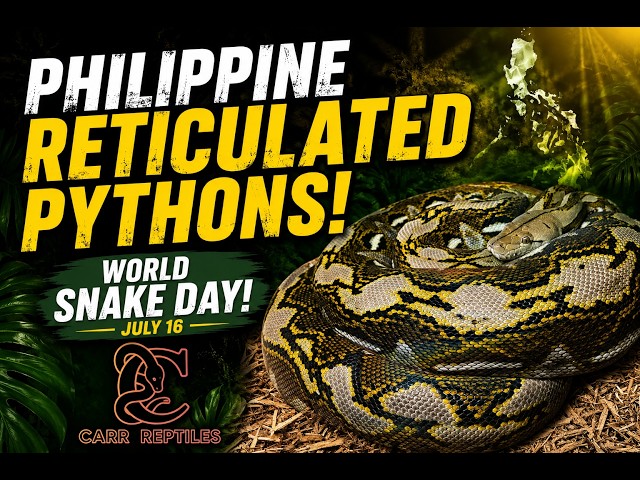 My Female Philippine Retics!
