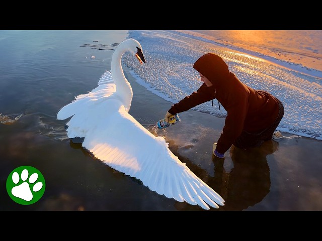Saving a Swan Frozen Stuck in the Ice