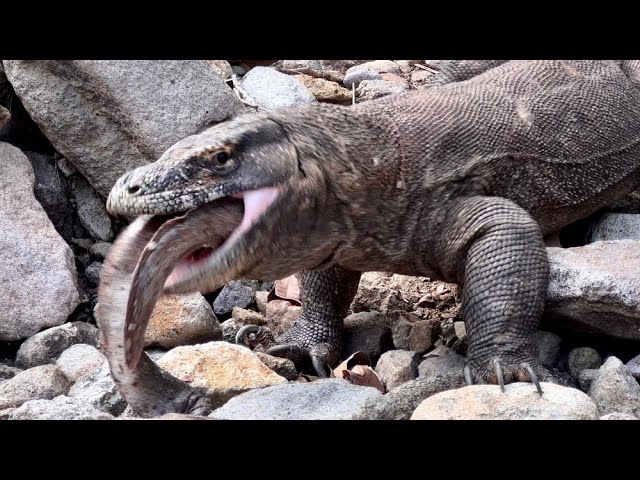 OMG😱😱Komodo Dragons Eat Baby Python