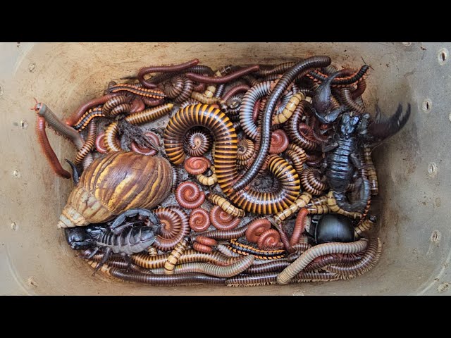 Fantastic Catch Venomous Scorpion, Giant Millipede, Snail, Small Red Millipede, Mealworm, Centipede