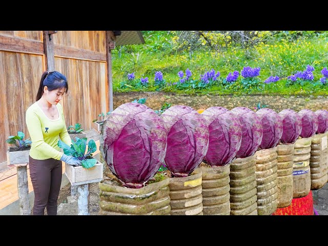 Technique Growing Purple Cabbage in Wooden Mold For Narrow Space | Nhất My Bushcraft