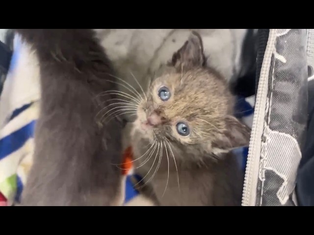 INCOMING!! Surprise kittens who need help!