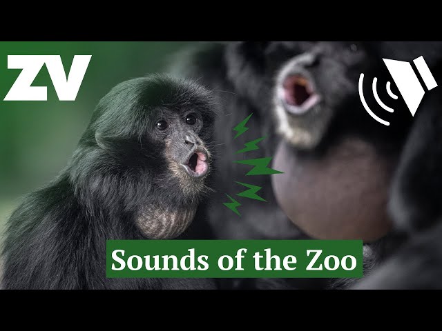 The Sounds of Zoos Victoria | Animal Ambience ASMR