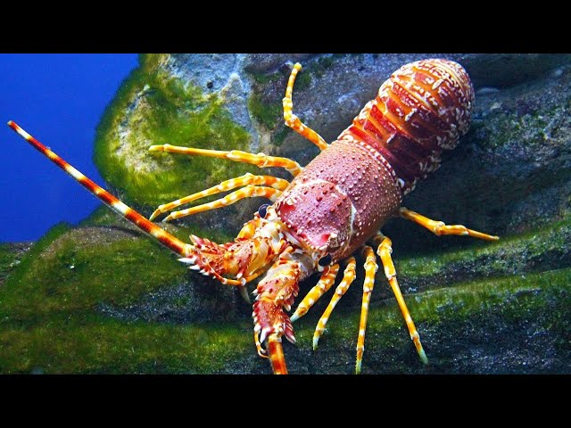 Sea Animals Lobster  Meditation, Frequency Vibrations, Yoga, Stress Relief | Study Music