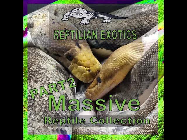 Massive Reptile Collection Tour Part 2