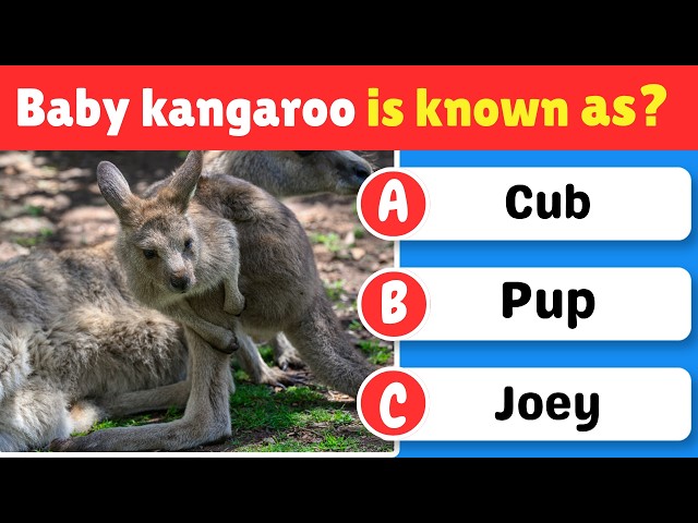 99% Fail This Animal GK Challenge! 😲