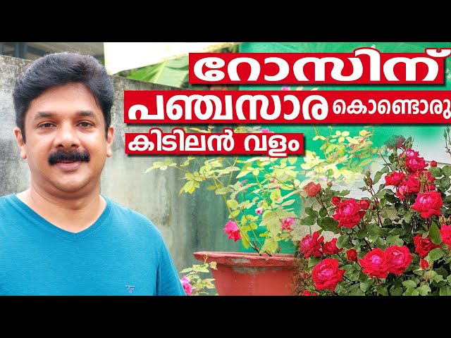 റോസിന് ഈ വളം ഒരുതവണ കൊടുത്തുനോക്കൂ മുറ്റംനിറയെ പൂക്കൾ വിരിയുന്നത് കാണാം | Rose Increasing Tips