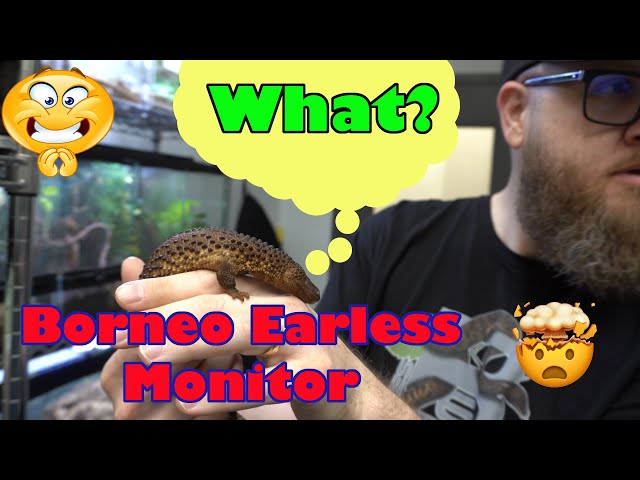 Epic Zilla Tour with Borneo Earless Monitors!