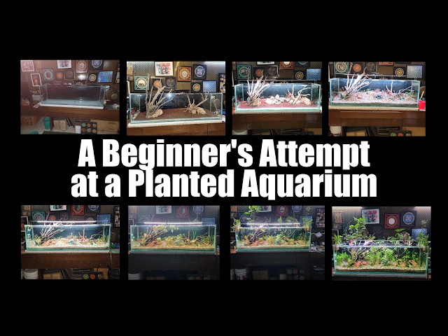 A beginners attempt at a planted aquarium