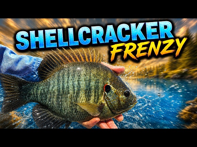 Shellcracker Madness Caught on Camera