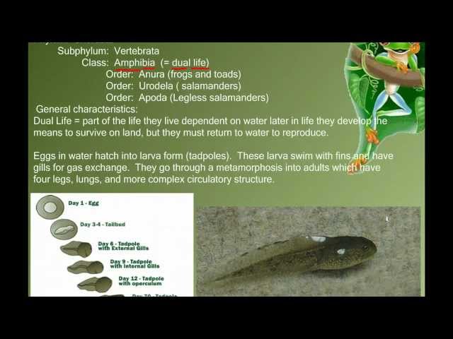 Vertebrate Diversity: Amphibians