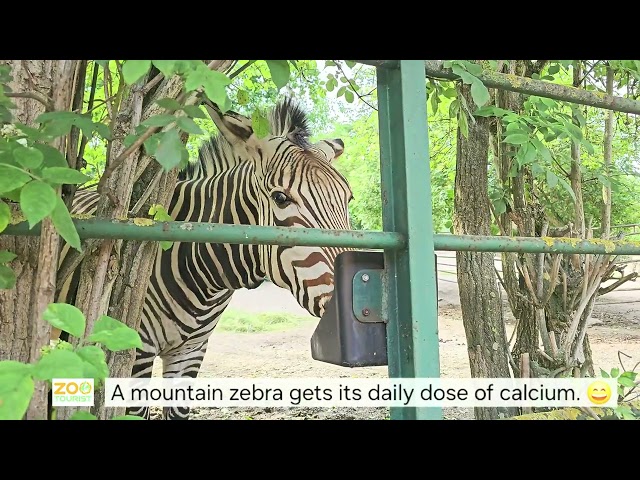 A Mountain Zebra gets its daily Dose of Calcium. 😃