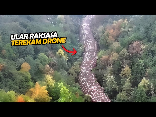 Drone Pilot Records 60-METER GIANT SNAKE Spotted in Amazon Rainforest Valley, Shocks the World