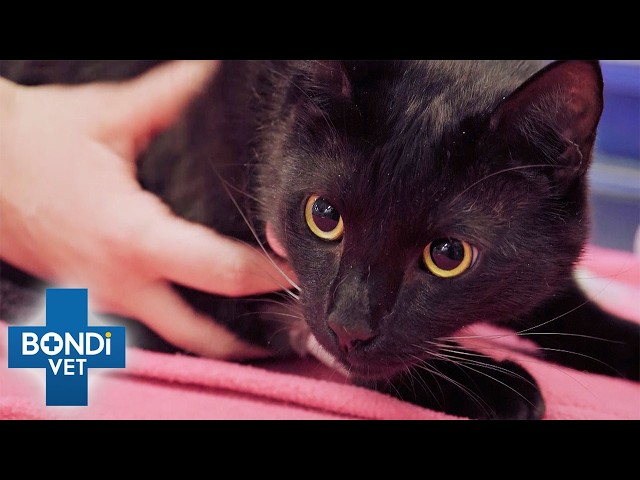 Cat Rushed To Vet After Playing With Deadly Brown Snake | Bondi Vet