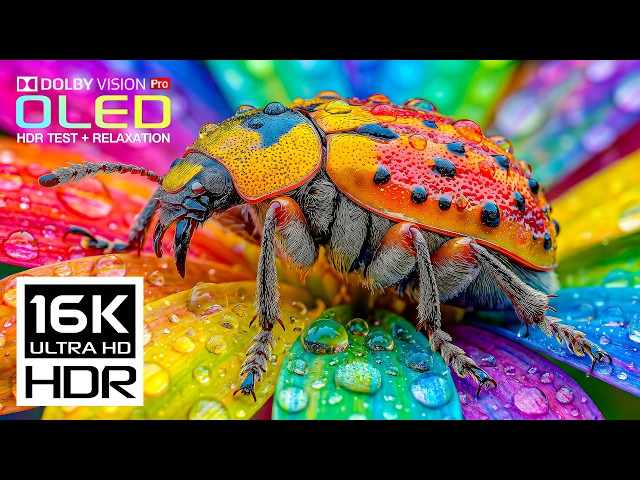Prueba exhaustiva de OLED HDR | 16K Dolby Vision a 120 fps (vídeo 8K/4K en televisores ULTRA HD)